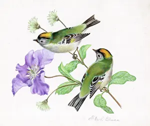 Clematis: Goldcrests on clematis
