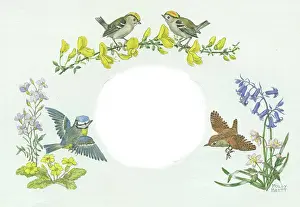 Gorse: Two goldcrests on gorse, bluetit, wren, etc