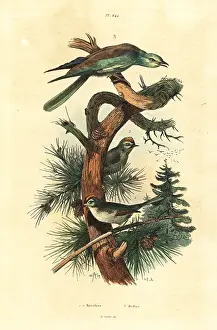 Regulus: Goldcrests, Regulus regulus, and European