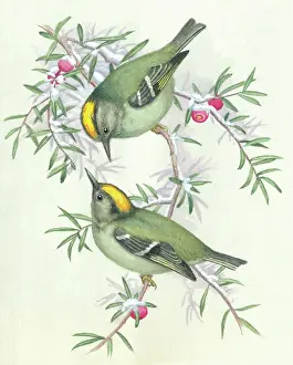 Hopking: Two goldcrests on snow-covered yew
