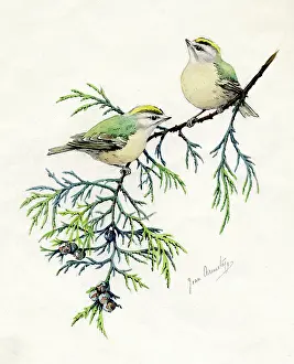 Armitage: Goldcrests on a Thuya bough