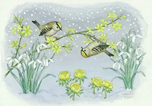 Aconites: Goldcrests on winter jasmine with snowdrops