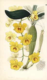 Lindley: Golden-arch dendrobium, Dendrobium chrysotoxum
