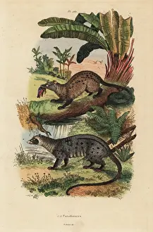 Hermaphroditus: Golden and asian palm civets