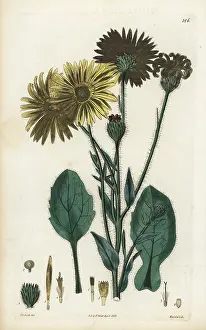 Aster: Golden aster, Heterotheca inuloides