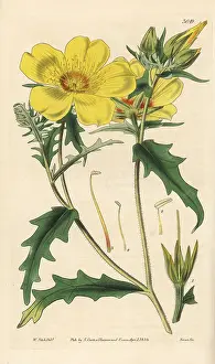 Aurea: Golden bartonia, Bartonia aurea