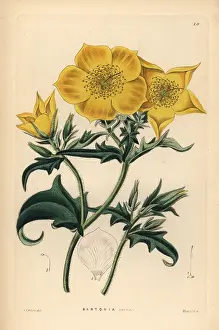 Shrubbery: Golden bartonia, Bartonia aurea