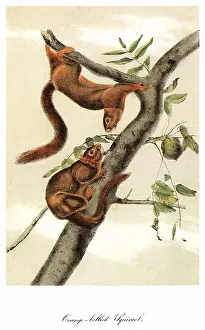 Stares: Golden-Bellied Squirrel