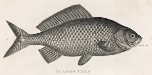 Carp: GOLDEN CARP