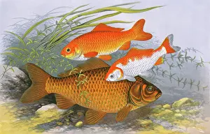 Riverbed: Golden Carp (Goldfish) and Bronze Carp