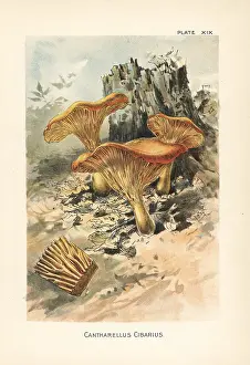 Mycology: Golden chanterelle, Cantharellus cibarius