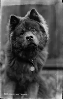 Fluffy: Golden Chow