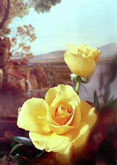 Daglish: Two Golden coloured roses with landscape behind