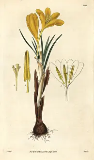 Aureus: Golden crocus, Crocus aureus