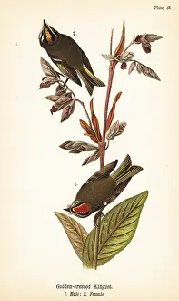 Regulus: Golden-crowned kinglet, Regulus satrapa