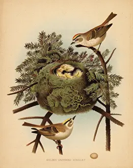 Regulus: Golden-crowned kinglet, Regulus satrapa