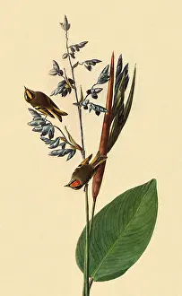 Regulus: Golden-Crowned Kinglet, Regulus satrapa