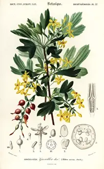Louis Joseph Edouard Maubert: Golden currant, Ribes aureum