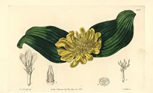 Aurea: Golden daubenya, Daubenya aurea