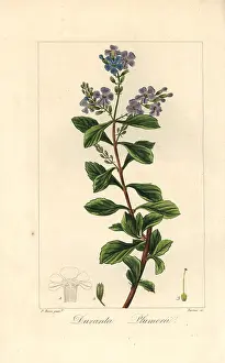 Bessa: Golden dew drop, Duranta erecta, native to the Americas