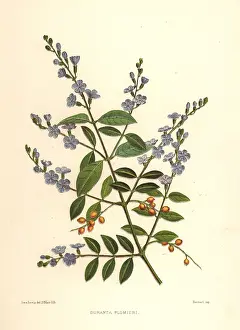 Ninian: Golden dewdrop, Duranta erecta