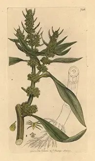 Maritimus: Golden dock, Rumex maritimus