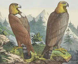 Talons: Golden Eagle