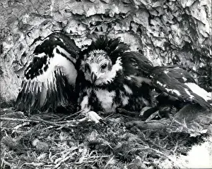 Vanishing: Golden Eagle