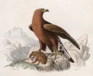 Aquila: GOLDEN EAGLE