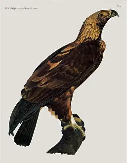 Barraband: Golden Eagle