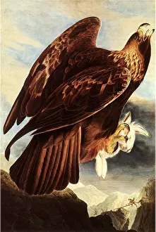 Mountainscape: Golden Eagle
