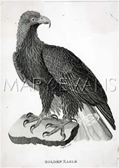 Chrysaetus: GOLDEN EAGLE