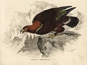 Aquila: Golden eagle, Aquila chrysaetos