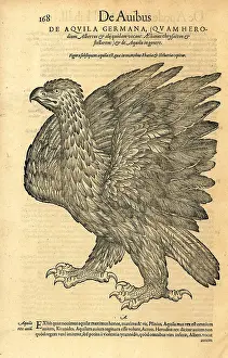 Wechel: Golden eagle, Aquila chrysaetos