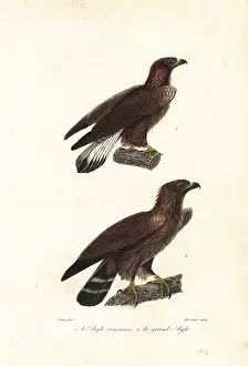 Achille Richard: Golden eagle, Aquila chrysaetos