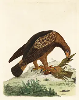 Aquila: Golden eagle, Aquila chrysaetos, and fire