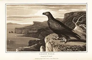 Zoography: Golden eagle, Aquila chrysaetos, standing on the