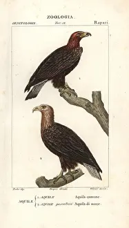 Aquila: Golden eagle, Aquila chrysaetos, and white-tailed