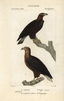 Aquila: Golden eagle, Aquila chrysaetos, and white-tailed