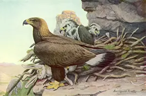 Slain: Golden Eagle, Eaglets