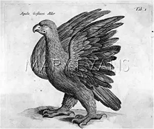 Chrysaetus: GOLDEN EAGLE (JOHNSTONE)
