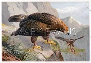 Chrysaetus: GOLDEN EAGLE (LYDEKKER)