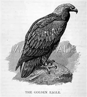 Chrysaetus: GOLDEN EAGLE (SAUNDERS)