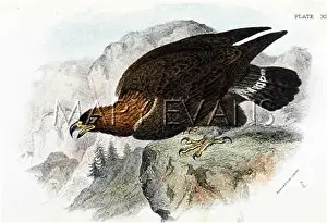 Chrysaetus: GOLDEN EAGLE (SHARPE)