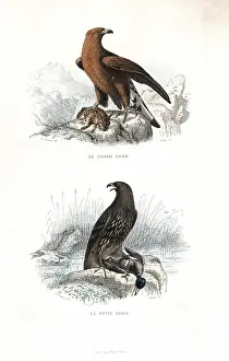 Pourrat: Golden eagle and spotted eagle