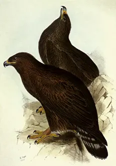Eagles: Golden Eagles, Aquila chrysaetos