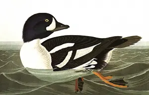 Backward: Golden-Eye Duck
