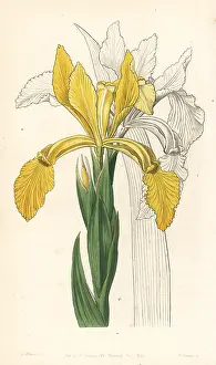 Aurea: Golden flag, Iris crocea