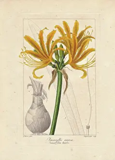 Bessa: Golden flame lily, Pyrolirion aureum, native