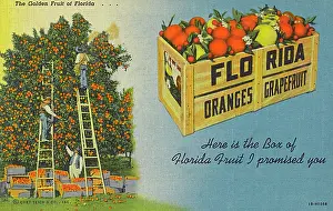 Grapefruit: The Golden Fruit of Florida, USA